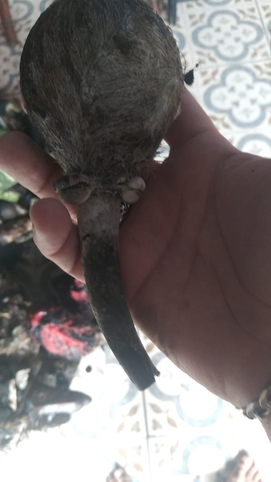Oferenda
